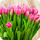 Tulips Wallpaper icono