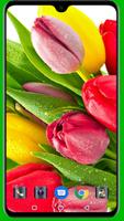 Tulips Wallpaper Cartaz