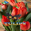 Tulips Ideas