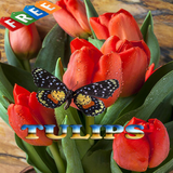 Tulips Ideas icon