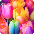 Tulip Wallpapers Offline HD APK