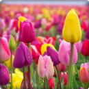 Beautiful Tulip Wallpaper HD APK