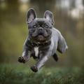 French Bulldog Wallpaper