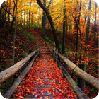 1080p Autumn Backgrounds icon