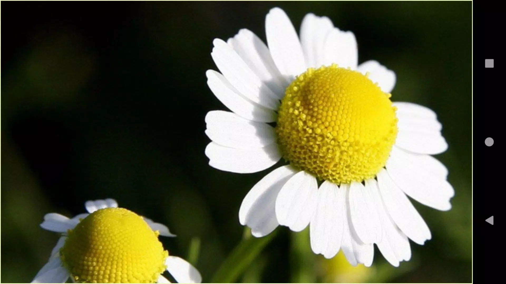 1080p Flower Wallpapers and Backgrounds APK for Android Download 1080p Flower Wallpapers and Backgrounds APK for Android Download