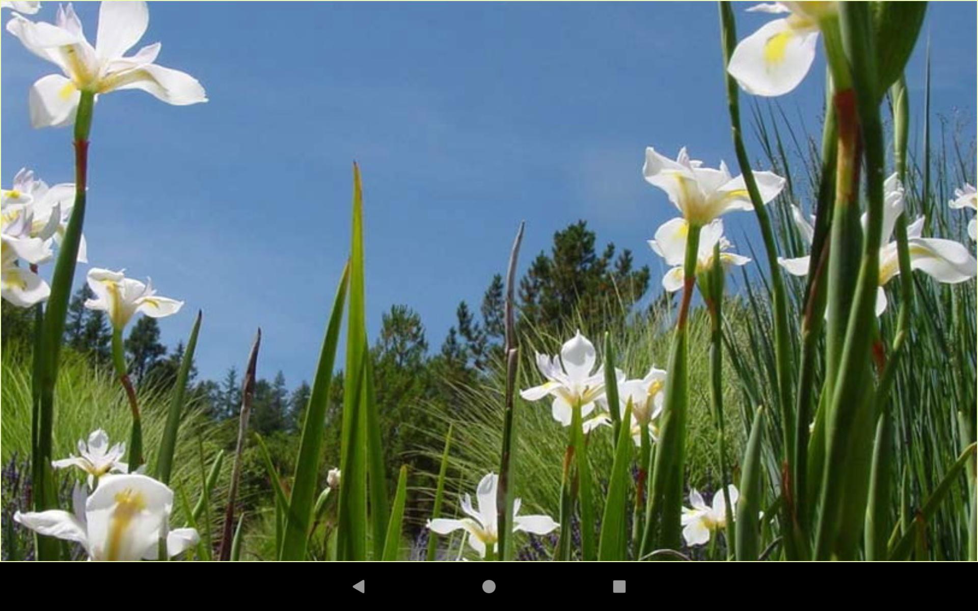 Android 用の 1080p花の壁紙と背景 Apk をダウンロード