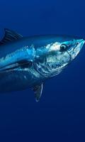 Tuna Wallpaper poster