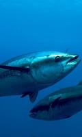 Tuna Wallpaper screenshot 1
