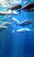 Tuna Wallpaper screenshot 3