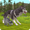 WildCraft: Animal Sim Online-APK