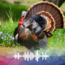 Turkey sounds Ringtones APK