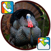 Turkey - RINGTONES and WALLPAPERS APK
