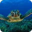 Turtle HD Wallpaper APK