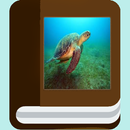 Sea Turtle Species APK