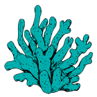 Icona Madrèpora Oyster
