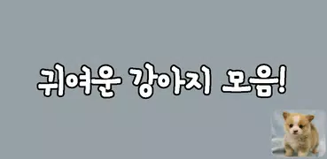 귀여운 강아지 사진