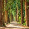 Types of trees
