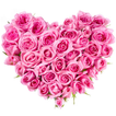 Flower Stickers For WhatsApp