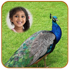 Peacock Photo Frames ikon