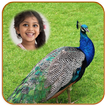 Peacock Photo Frames HD