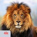 APK Lion Wallpapers