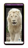 Lion Wallpapers Affiche