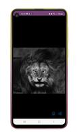 Lion Wallpapers تصوير الشاشة 1