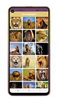 Lion Wallpapers ภาพหน้าจอ 3