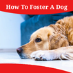 How To Foster A Dog