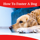 How To Foster A Dog APK