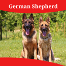 How To Take Care Of A German Shepherd APK