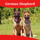 How To Take Care Of A German Shepherd icon