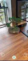 Bonsai AR captura de pantalla 2