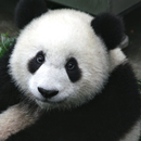 World of Animals APK