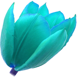Turkish Quotes icon