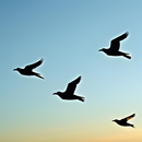 Caccia: Richiami Selezionati aplikacja