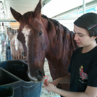 Dutch Braid a Horse Tail Zeichen