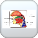التجويد المصور