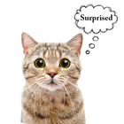 Meow Translator آئیکن