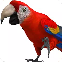 Descargar APK de Loro parlante