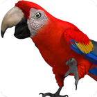 Talking Parrot 2 آئیکن