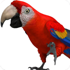 Rozmawiająca papuga ikona