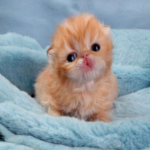 Cute Kitten Photos