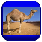 Proverbes Tamajeq avec audio icon