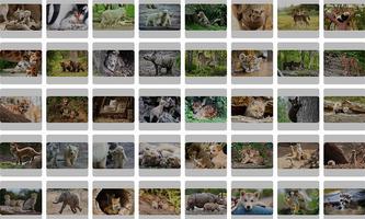 Tile Puzzle Jungle Animals 截图 2
