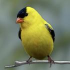 Birds Sounds And Calls 图标