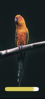 Birds Sounds And Calls 海报