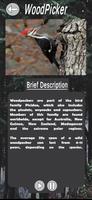 Birds Sounds And Calls 截图 2