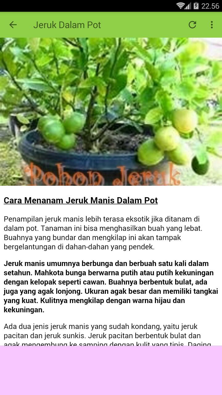 Tanaman Buah Dalam Pot For Android Apk Download