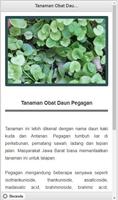 Info Tanaman Herbal Lengkap capture d'écran 1